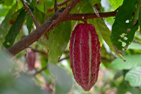 Cacao: El “nuevo oro” de la economía de Ecuador