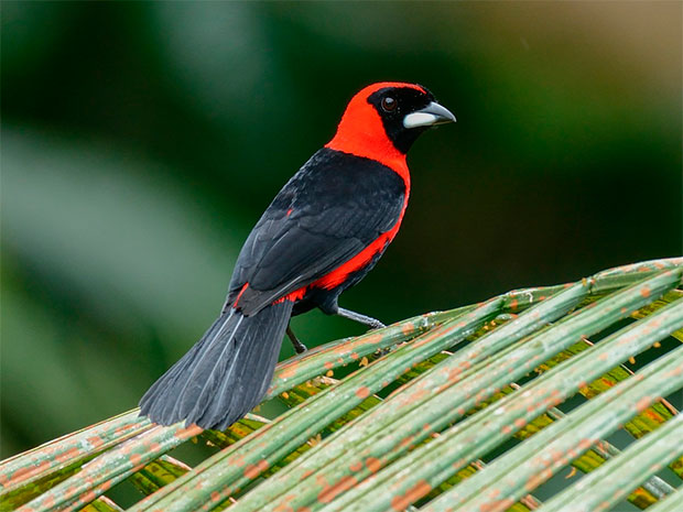 Descubren en Amazonas especie de ave número 1.426 ramphocelus nigrogularis