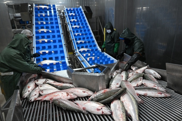 El “salmón turco”: El nuevo “oro rosa” del mar Negro