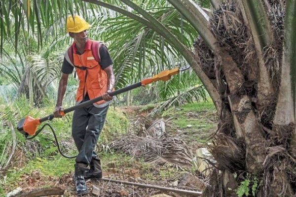 Inversionistas asiáticos están interesados en la producción de palma africana y tabaco en Venezuela