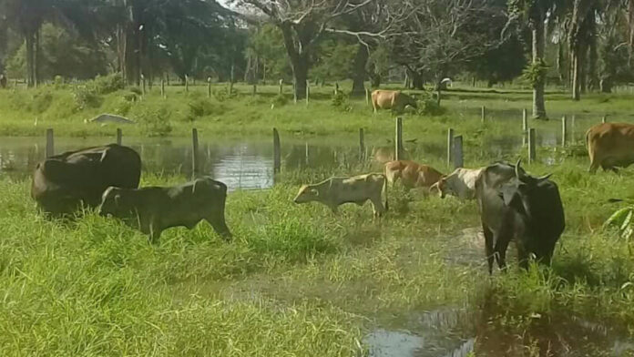 Fedecámaras Barinas: Ganado ahogado genera pérdidas cuantiosas a fincas llaneras
