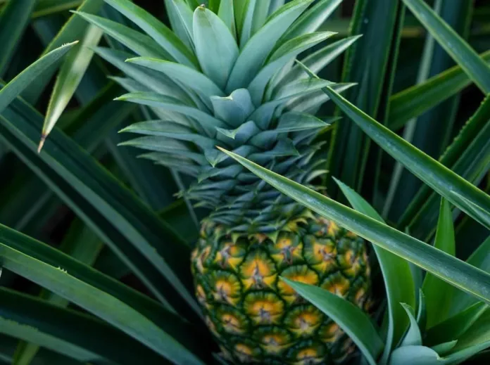 Anzoátegui impulsa siembra de piña en oriente