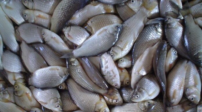 Producción de pescado y cultivos en Nueva Esparta garantiza independencia alimentaria