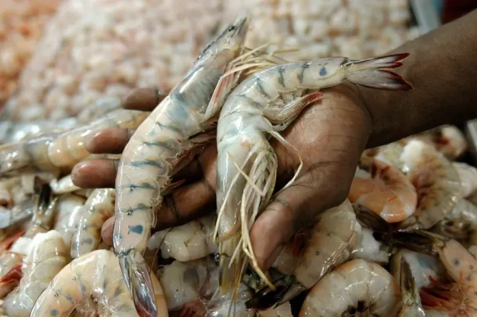 La industria camaronera podría producir 600.000 toneladas