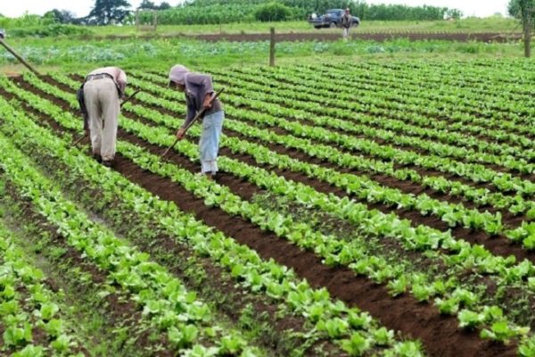 PepsiCo Venezuela impulsa la agricultura venezolana con su programa Agro con Propósito
