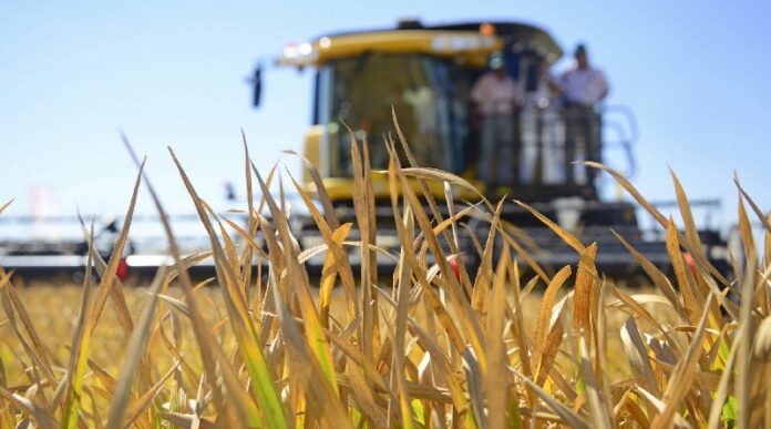 Esperan que producción de arroz supere las 680 mil toneladas este año