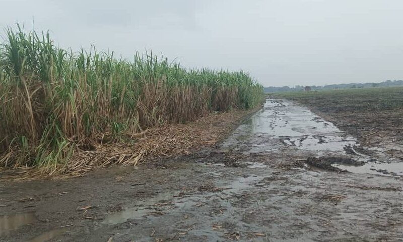 Proyectan incremento de 720 mil toneladas de caña de azúcar en Portuguesa para la zafra 2025-2026