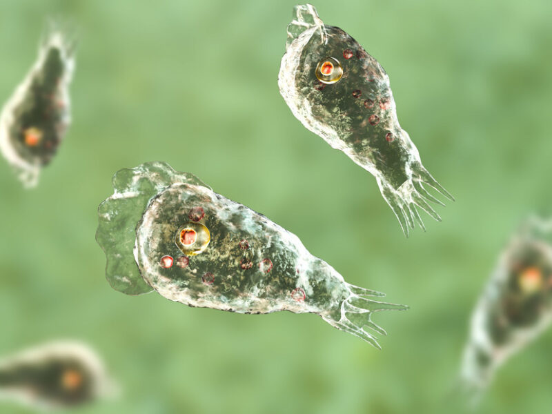 Detectan la mortífera "ameba comecerebro" en agua potable