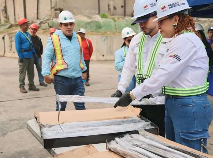 Tajalí venezolano llega a Corea del Sur