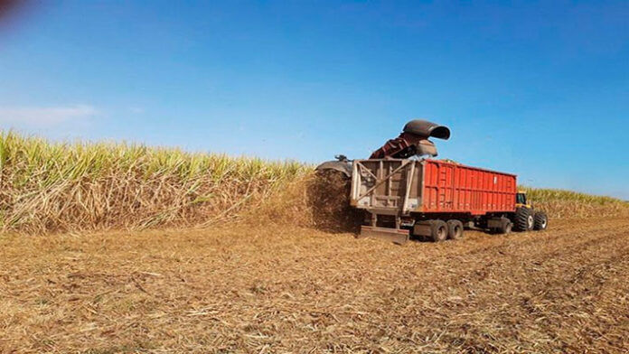 Central azucarero Batalla de Araure estima incrementar la producción de caña