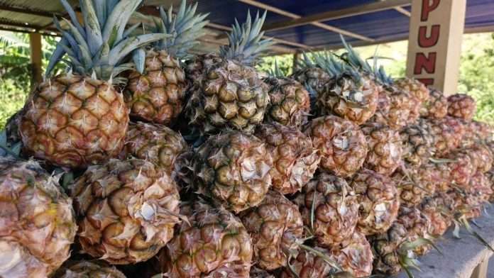 Güirintal produce las mejores piñas de Oriente