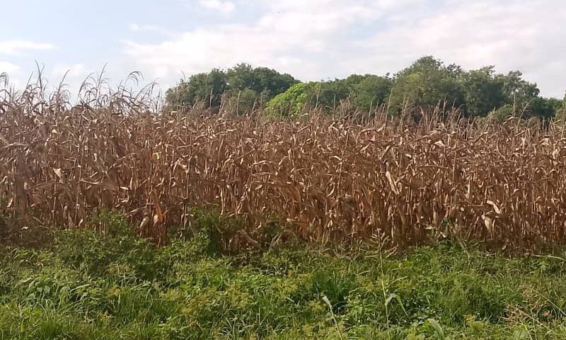 Productores de Santa Rosalía acusan a empresas de desconocer precio del maíz y pagar a $0.30/kg