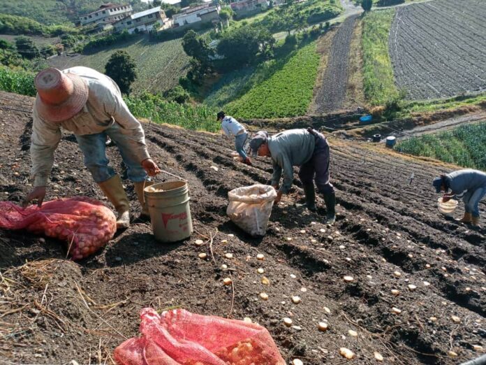 Agricultores merideños denuncian contrabando de mercancía desde Colombia