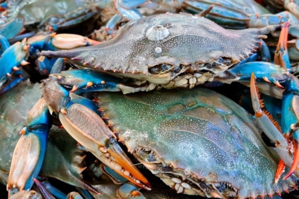 Procesadores de cangrejo azul buscan nuevos mercados: Exportación venezolana del rubro va 100% a EEUU