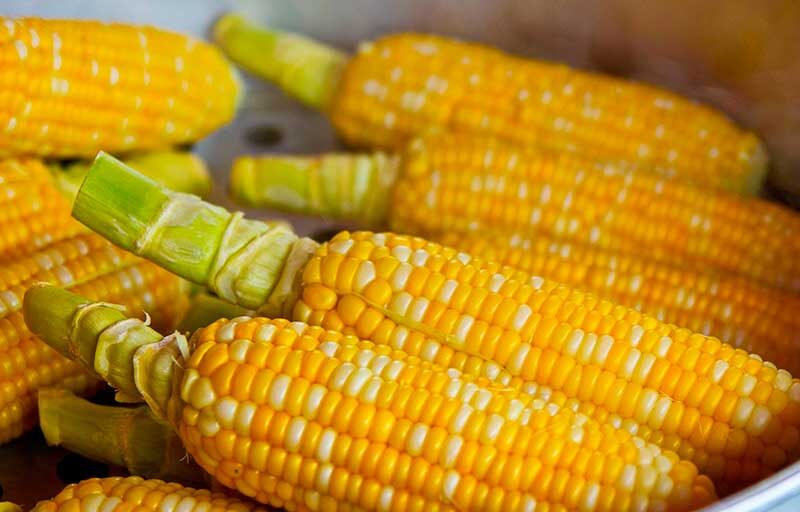 Fedeagro expresa preocupación por el precio del maíz