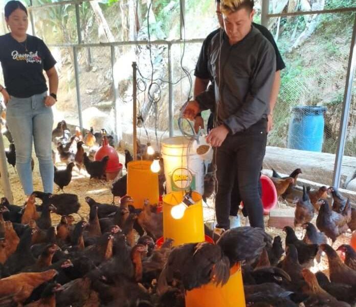 Jóvenes crían gallinas y cerdos en Parque Caiza