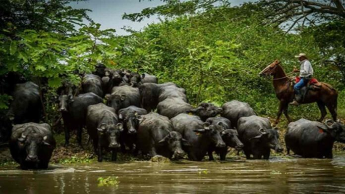 Ganaderos estiman cerrar este año con más de 3 millones de cabezas de bufalino