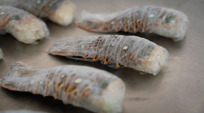 La Guaira exporta más de 500 toneladas de productos del mar a Europa en 2025