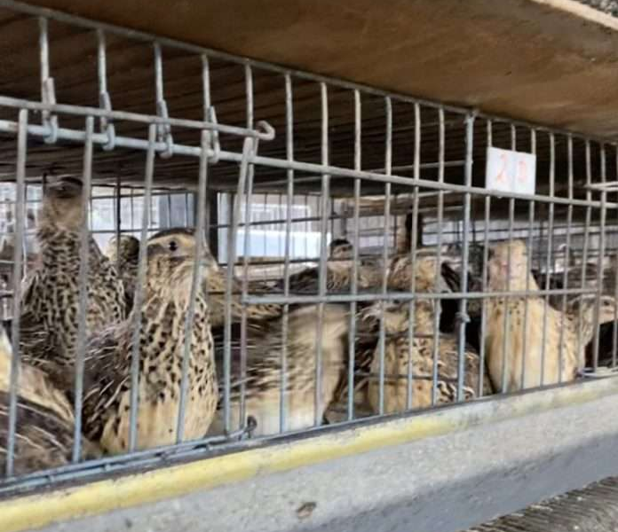 Yaracuy presentará proyecto de producción de codorniz en la FITVen 2025