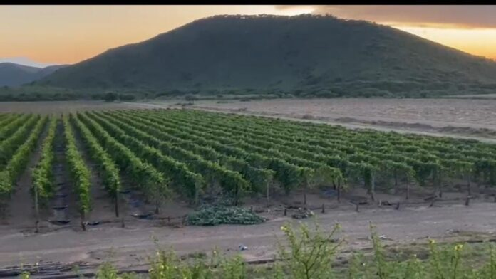 Productores de Lara exportan frutas a territorio europeo