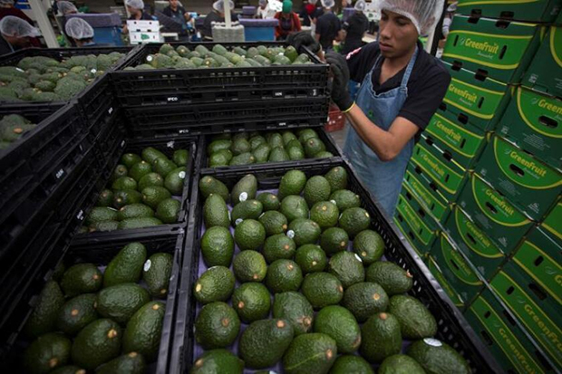 Venezuela exporta menos del 5% de su producción de aguacate