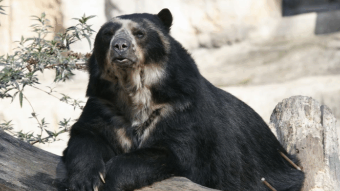 Trujillo desarrolla sistemas agroforestales para conservar espacios naturales del oso frontino