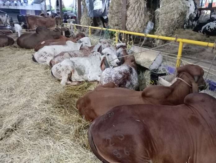 Llegan 1.500 vientres Brahma de Alta Genética al Táchira