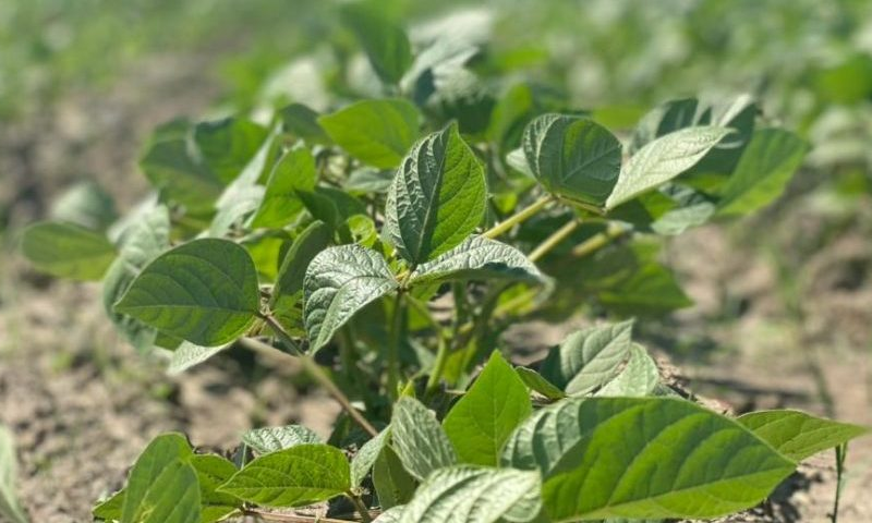 Frijol lidera el norte-verano 2025-2026: mejores precios inclinan la balanza frente al girasol y ajonjolí