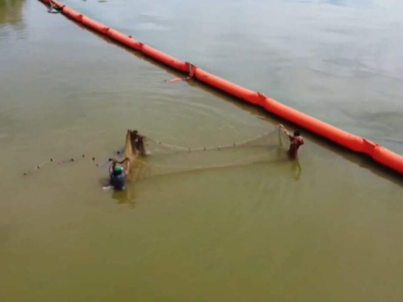 Aseguran que producción del cangrejo azul es un motor para la economía