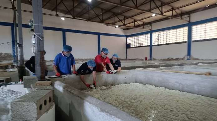 Venezuela exporta medusas para Asia