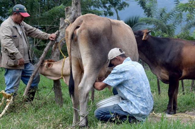 Cooperativa Portal del Agua de San Diego fortalece la soberanía alimentaria con siembra de rubros y cría animal