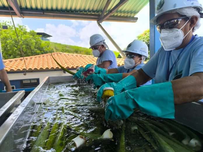 Caigua aportará 50% de demanda de aloe vera
