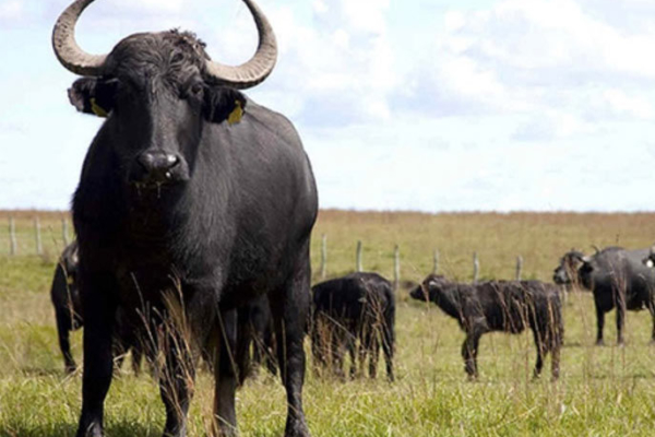 Apure epicentro mundial de III Feria Nacional Criabúfalos con la participación de 600 ejemplares