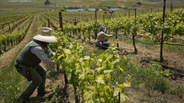 Informalidad laboral en la agricultura supera el 80% en América Latina, según OIT y FAO
