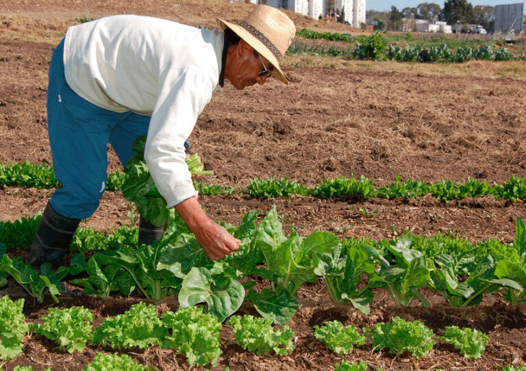 Altos costos de insumos perjudica producción de hortalizas en el país