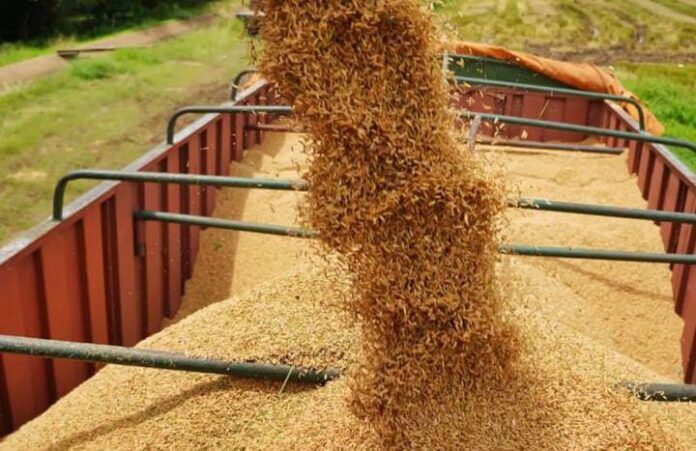 Plan comunal cosechará 17 millones de kilos de arroz entre marzo y abril