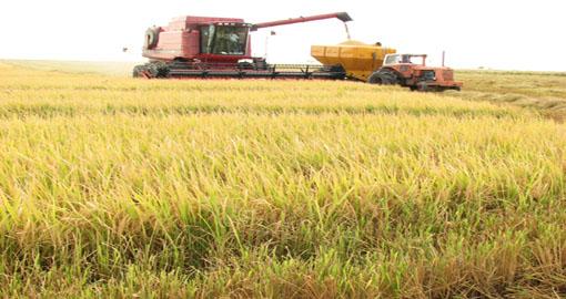 Productores de arroz proponen precio “piso” de 0,38 $/kg para garantizar estabilidad en el ciclo norte-verano