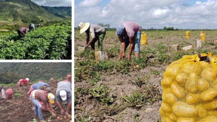 Papas y tomates entre los rubros más afectados por el contrabando, según productores