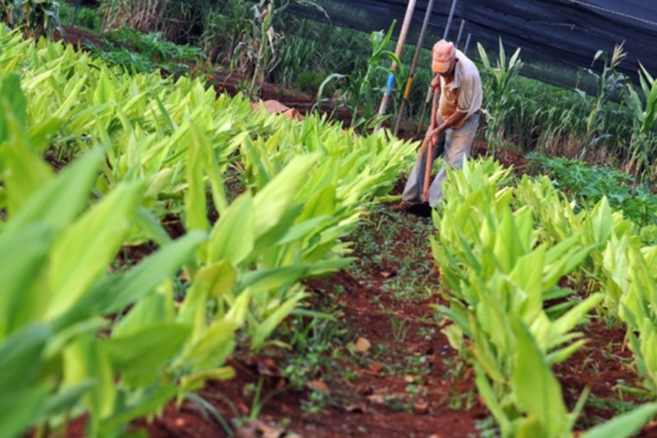 Contrabando de hortalizas afecta la producción en cinco estados, advierten agricultores