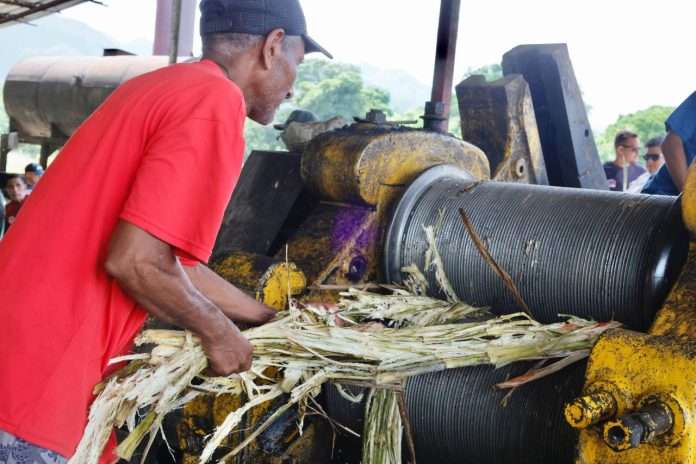 Comuna de Cumanacoa produce papelón y miel de caña
