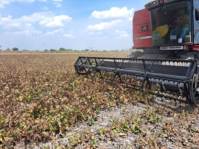 Cosecha de leguminosas en Portuguesa alcanzará su pico máximo con la mirada puesta en el mercado chino