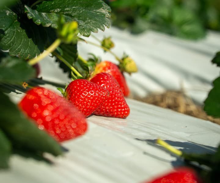 La Colonia Tovar se viste de rojo: Llega el Primer Festival de la Fresa 2026