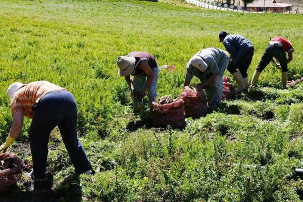 Fedeagro: sector agrícola debe tener el "mismo nivel" de atención gubernamental que petróleo y minería