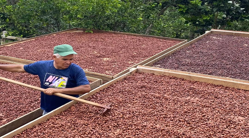 UE formaliza nuevo reglamento para importar café y cacao a productores venezolanos