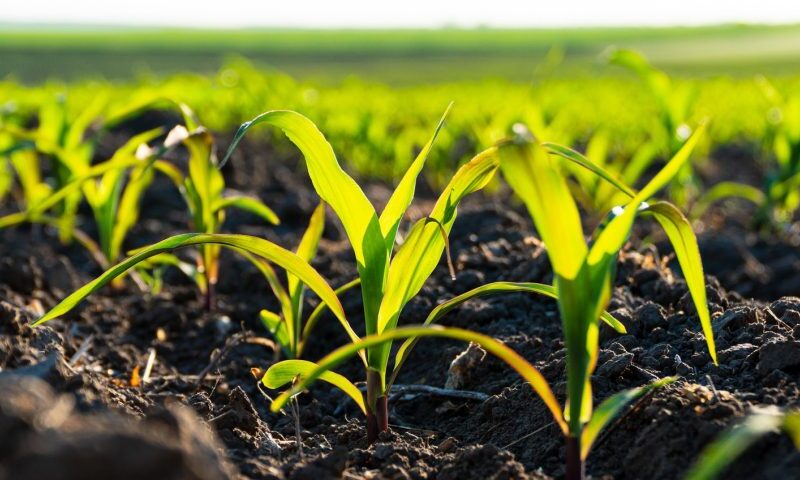 Fedeagro insta a productores a monitorear unidad por unidad ante pronósticos de menor pluviosidad
