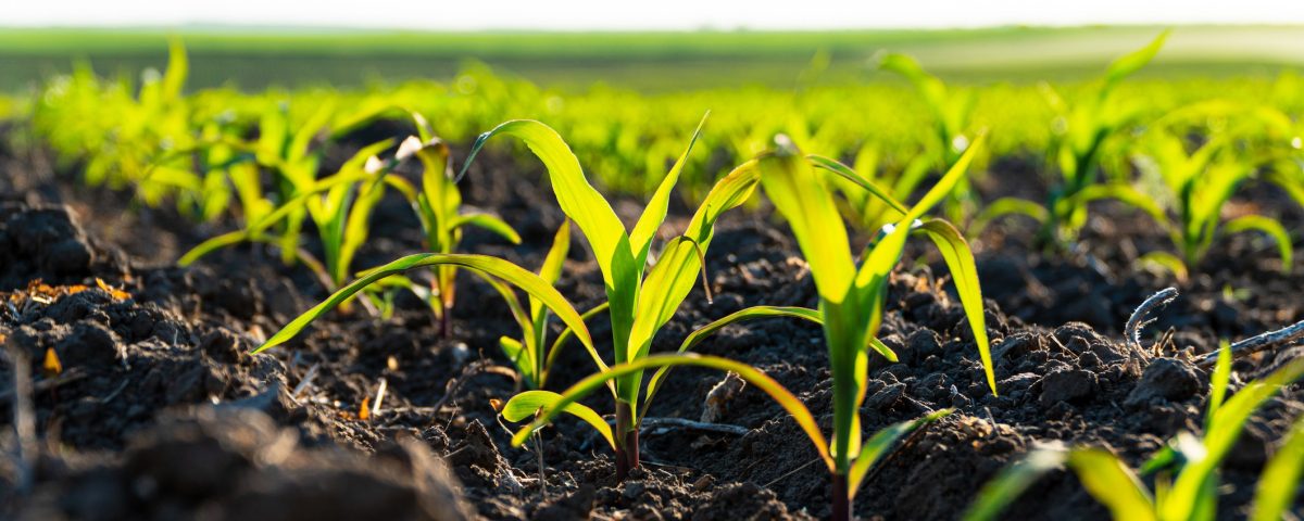Fedeagro insta a productores a monitorear unidad por unidad ante pronósticos de menor pluviosidad