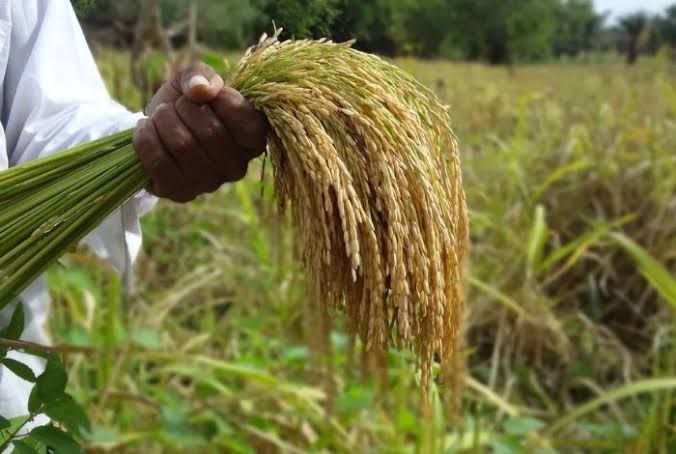 Cosecha de arroz avanza en un 65 % bajo nuevo esquema de precios y alertas fitosanitarias