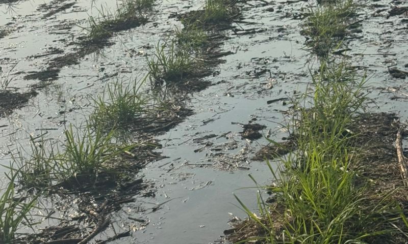 Sector azucarero nacional alcanza las 4.1 millones de toneladas molidas en la recta final de la zafra