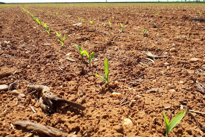 Sector agrícola reporta establecimiento de los primeros maizales del ciclo invierno 2026