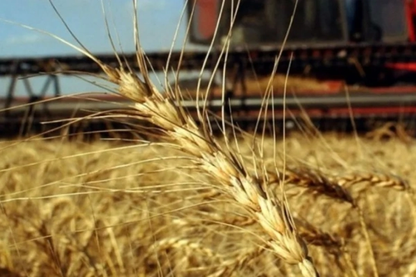Producción de harina de trigo se reactivó en primer trimestre: empresas implementan más turnos laborales